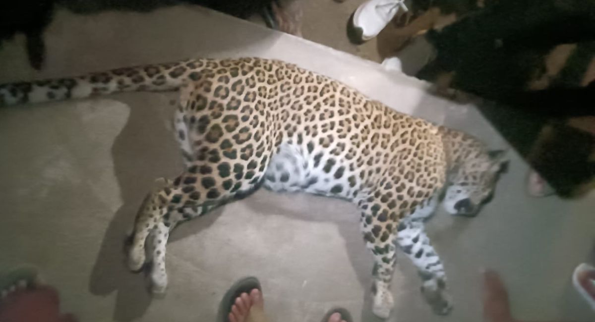 Newsband - Leopard killed in vehicle collision on Kalyan-Murbad Road
